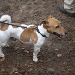 Hond op de Landgoed Twente Fair Hond op de Landgoed Twente Fair