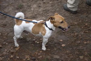 Hond op de Landgoed Twente Fair