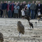 Roofvogeldemonstratie Roofvogeldemonstratie