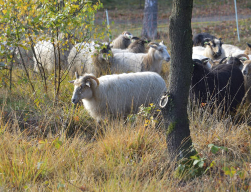 De 13e Landgoed Twente Fair